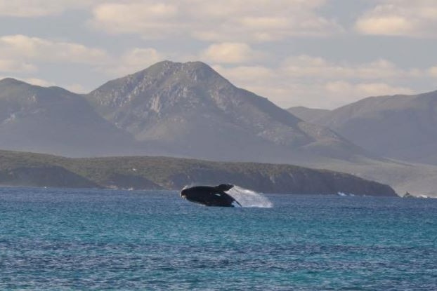 A photo of a whale breaching at Pt Ann in Fitzgerald National Park.