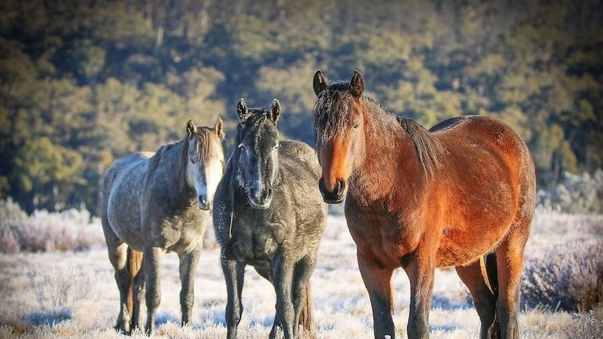 Three horses stand in a field of frozen dew.