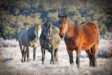 Three horses stand in a field of frozen dew.