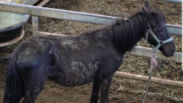 A dirty and skinny horse stands alone at a saleyard.