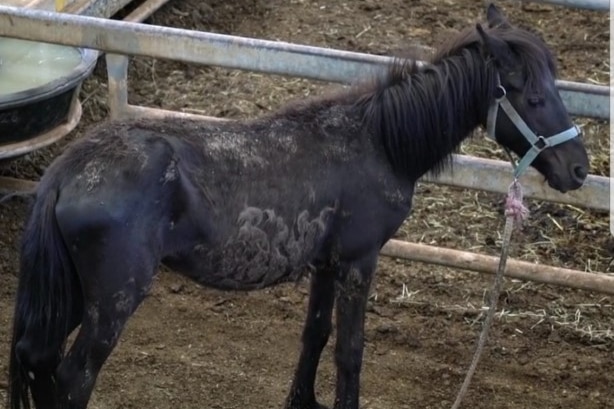 A dirty and skinny horse stands alone at a saleyard.