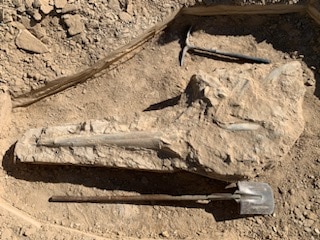 O crânio fossilizado, semelhante a um golfinho, de um réptil marinho pré-histórico está parcialmente descoberto em uma área desértica empoeirada.