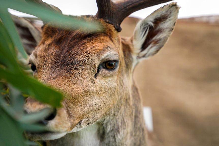 A taxidermy deer stares at the camera from behind some fake plants.