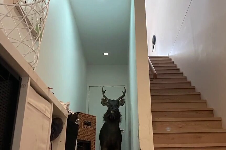 A deer inside a house