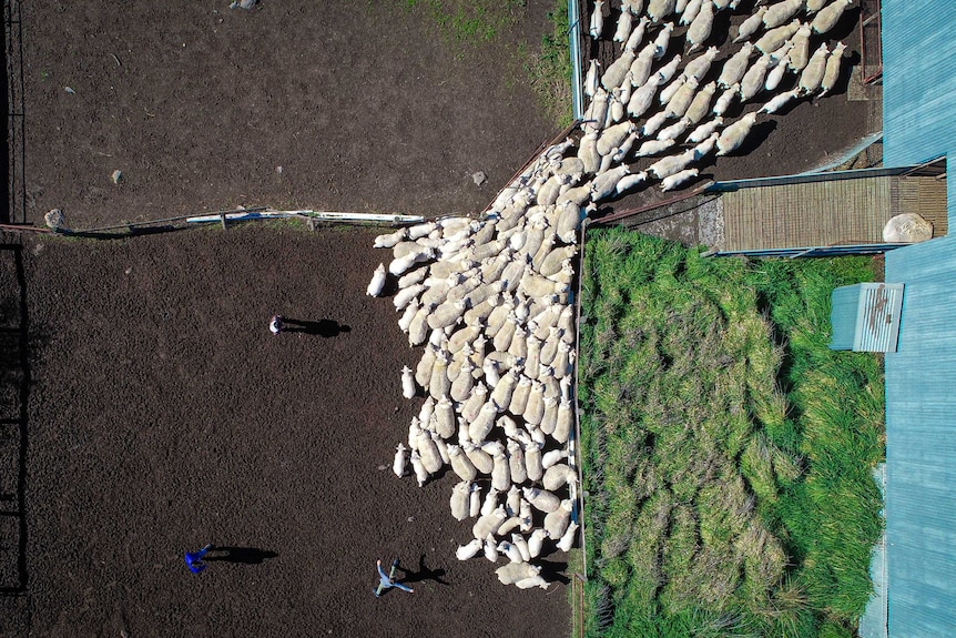 A birds eye view of sheep being herded through yards into shed, three people can be seen herding them.