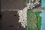 A birds eye view of sheep being herded through yards into shed, three people can be seen herding them.