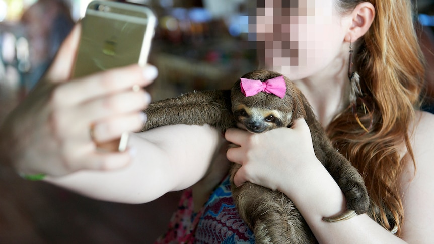 World Animal Protection warns against sloth selfie tourism - triple j
