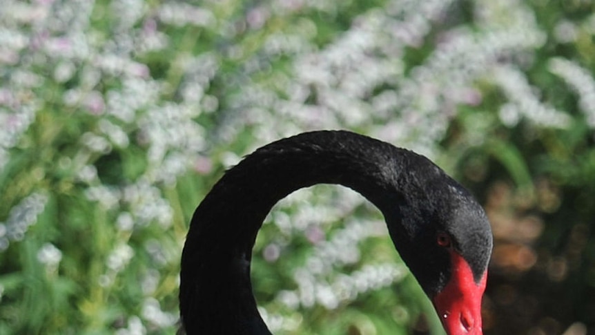 A male swan guards its nest at Moonee Ponds in Melbourne after its female partner was killed.