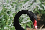 The dead swan's male partner