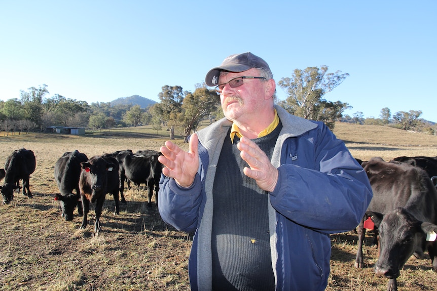 A man stands in front of his cows with his hands in the air.