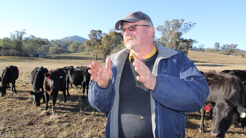 A man stands in front of his cows with his hands in the air.