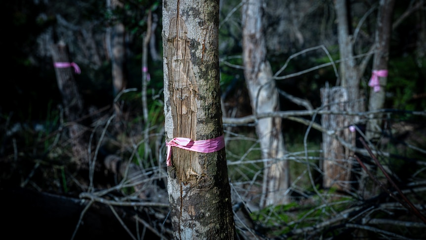 Trees pink ribbon 1