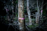 Trees pink ribbon 1