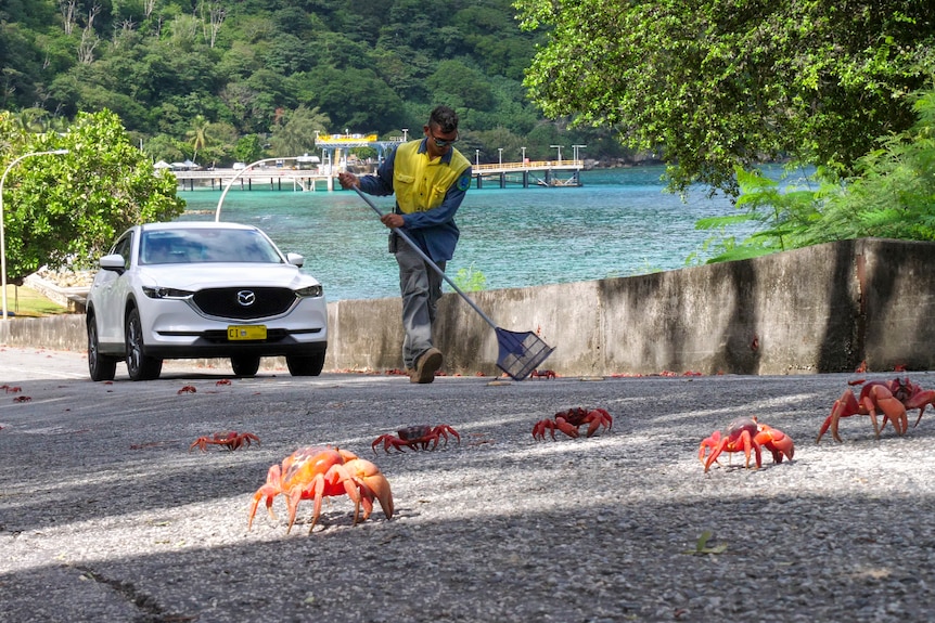 A man sweeps crabs on the road to clear the way for a car to pass