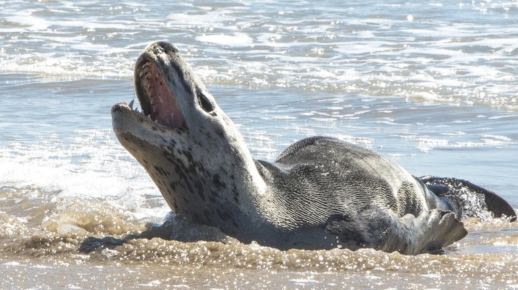 Leopard seal at edge of water with mouth open and teeth clearly visible