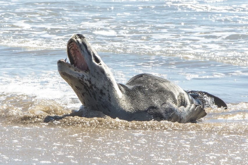 Leopard seal at edge of water with mouth open and teeth clearly visible