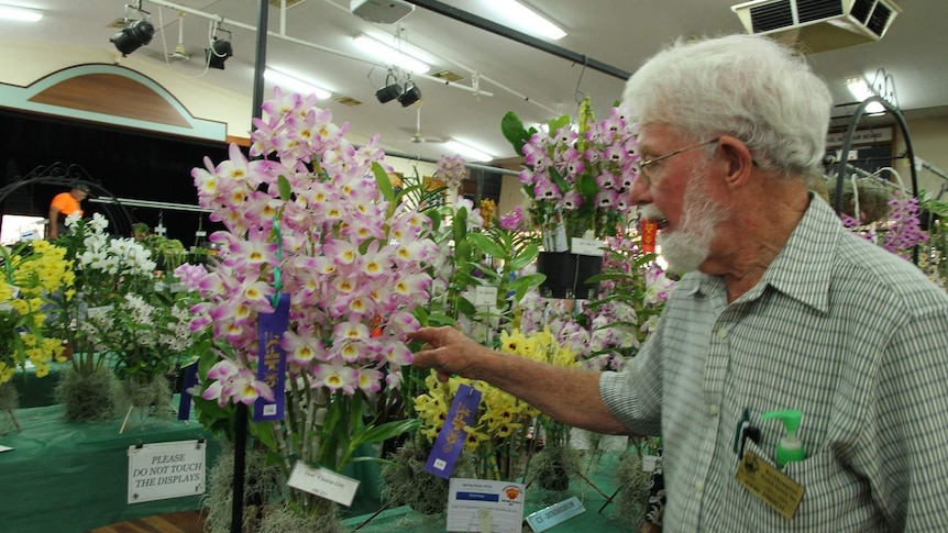 A man admires an orchid with purple, yellow and white flowers.