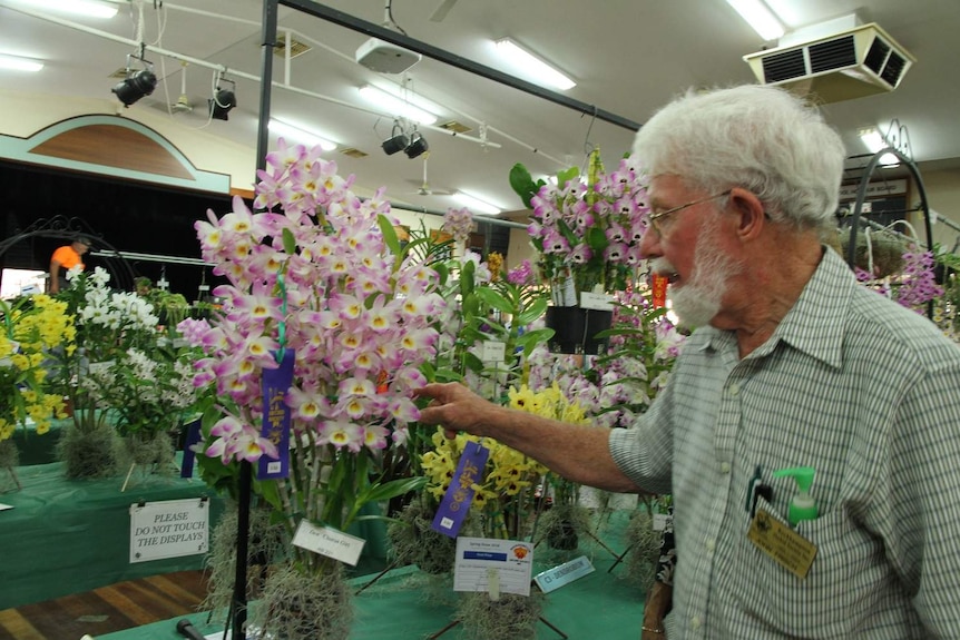 A man admires an orchid with purple, yellow and white flowers.