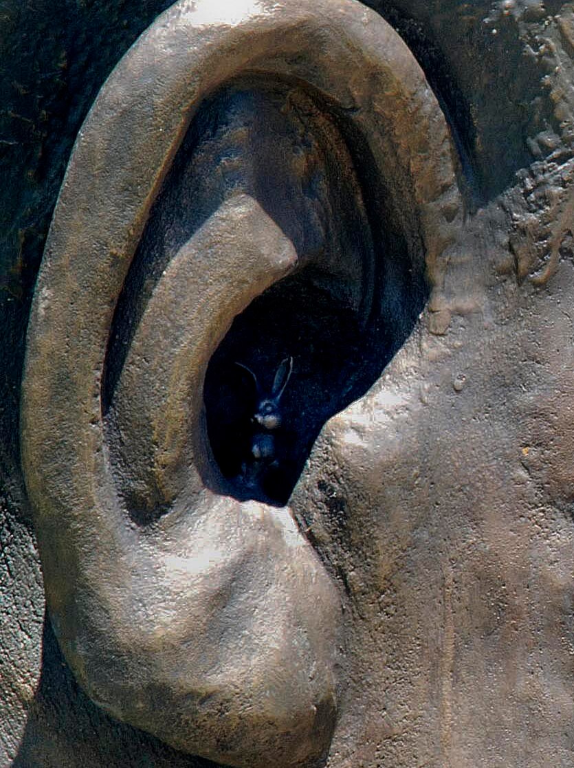 Hopping mad South African government orders rabbit be removed from