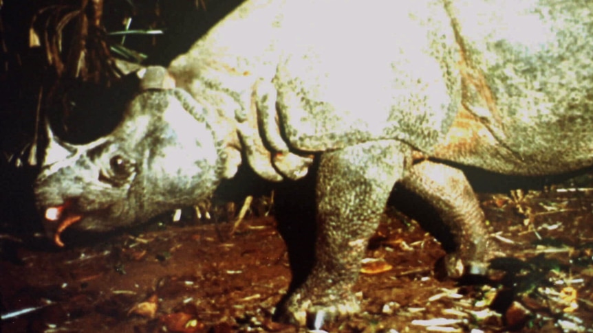 Male Javan rhino in Indonesia