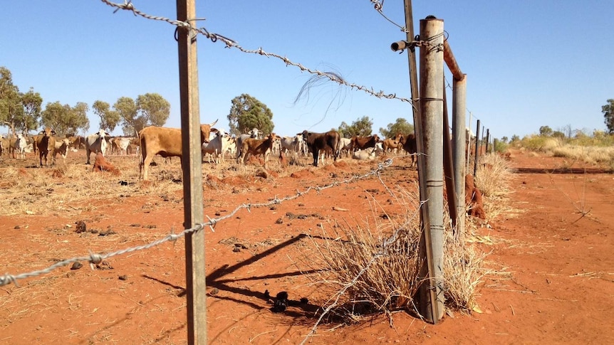 Cattle grazing near Tennant Creek