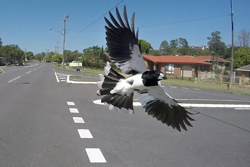 A magpie swoops a cyclist.
