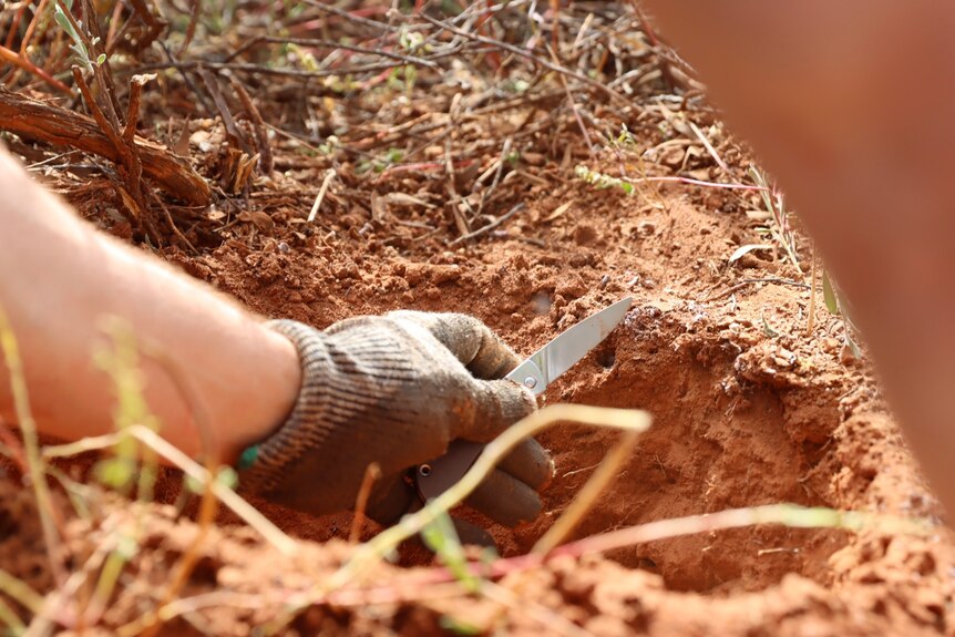 Close up hand with glove digging into red dirt with a pocket knife.