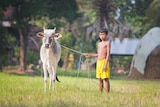 a boy with a cow on a leash