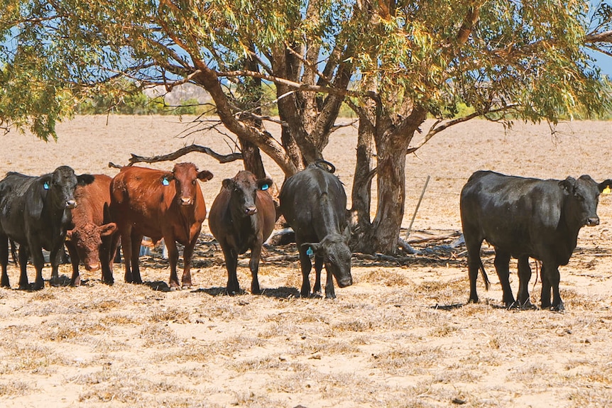 A row of brown and black cattle face the camera