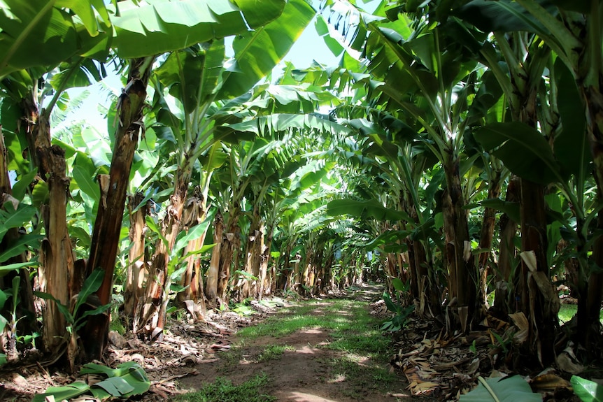 A shady avenue of green banana trees. 