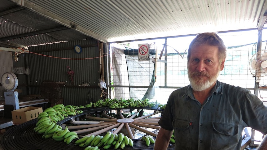 Bruce Patterson from Yirrkala banana farm