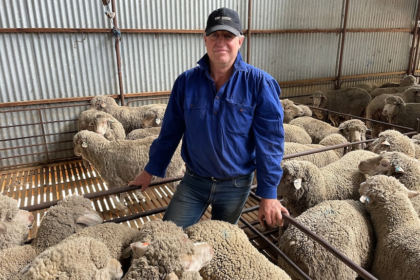 Man standing in sheep yards with sheep
