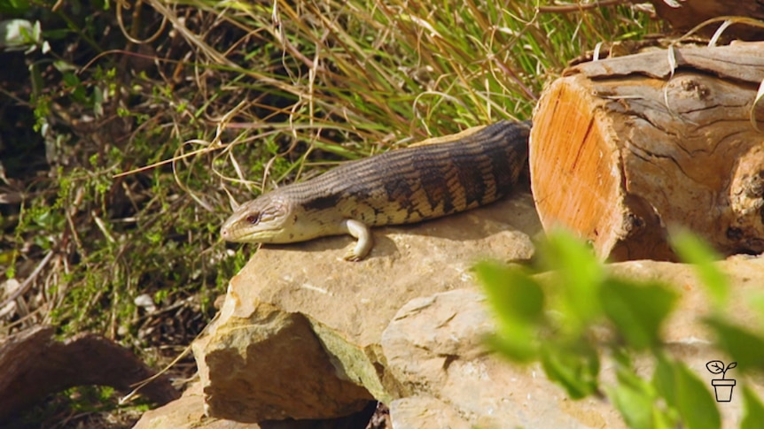 Australian blue-tongue lizard lying on rock in the sun