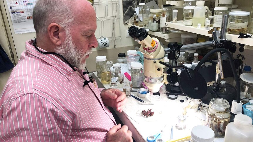 Spider expert Dr Robert Raven works in the lab with a specimen at the Queensland Museum in Brisbane.