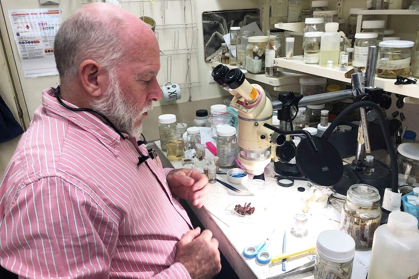 Spider expert Dr Robert Raven works in the lab with a specimen at the Queensland Museum in Brisbane.