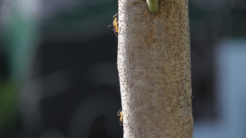 Yellow ants on a tree branch