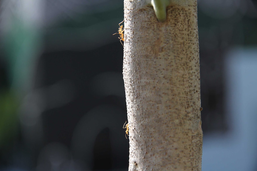 Yellow ants on a tree branch