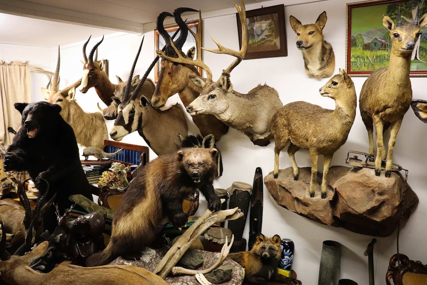 A room in John Sbeghen's two-storey house at Rosewood full of taxidermy pieces.