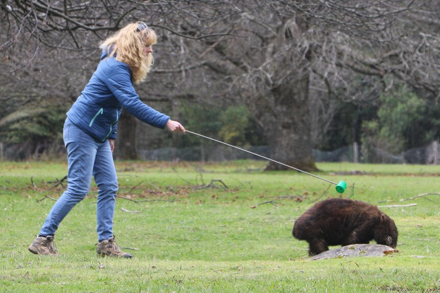 Katja Gutwein reaches with a stick to treat wombat for mange in a grassy field.