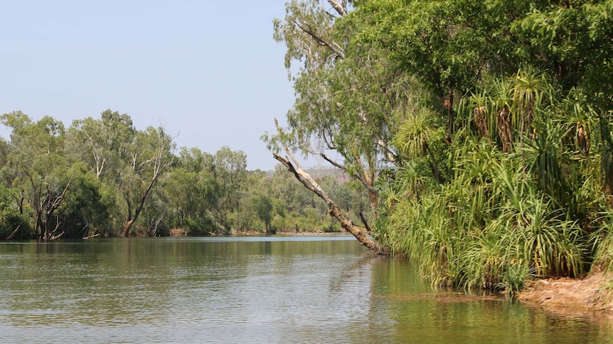 A river with trees along the banks.