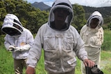 man in bee suit standing holding bee frame with other people in bee suits in the background
