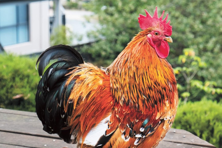 A rooster perches on an outdoor table in the suburbs'.