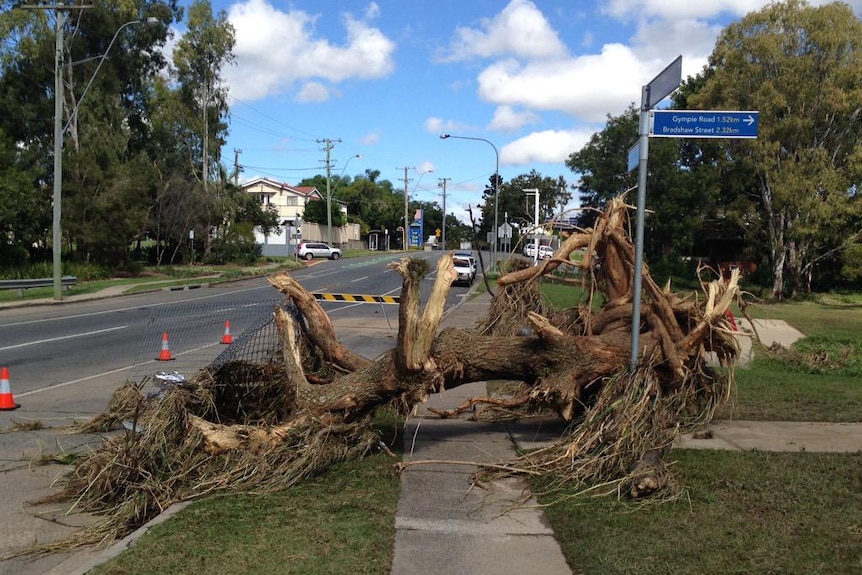 Wooloowin clean up