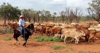 Marcus Curr moving cattle on Yelvertoft Station