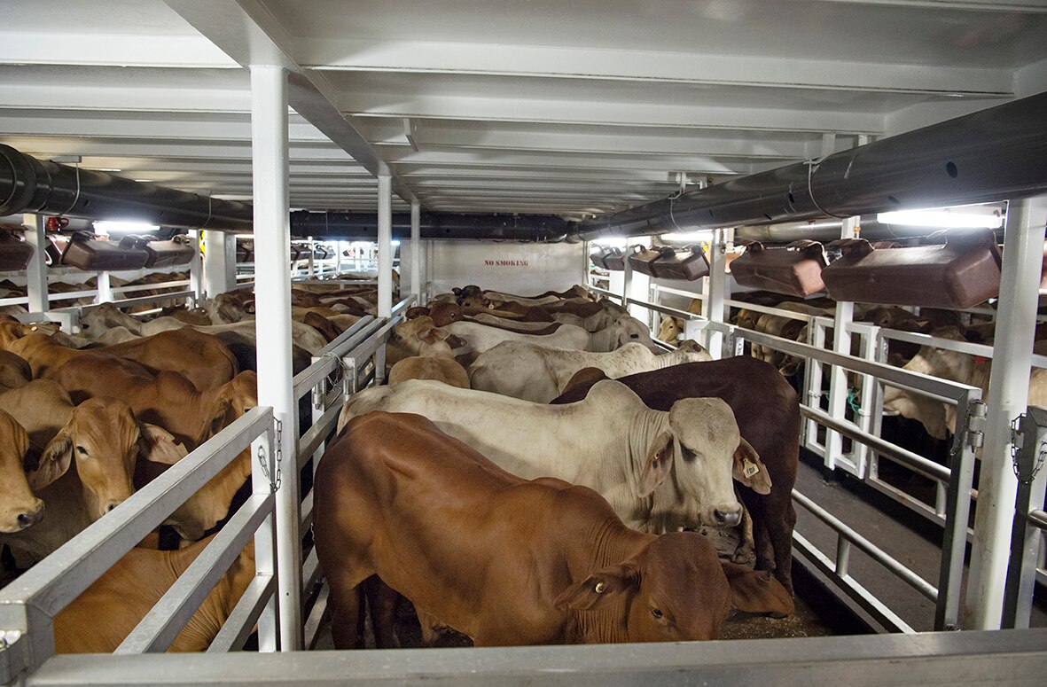Live export industry uses virtual reality technology to improve