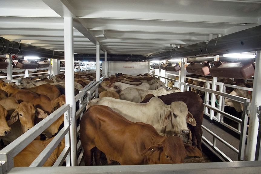 Cattle penned up on a live export vessel.