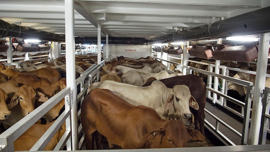 Cattle penned up on a live export vessel.
