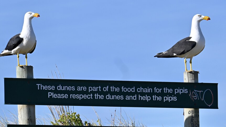Two Pacific gulls stand on a sign asking people to care for the dunes and pointing the way to the Goolwa walking trail