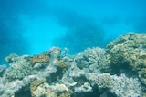 Agincourt Reef in the Great Barrier Reef