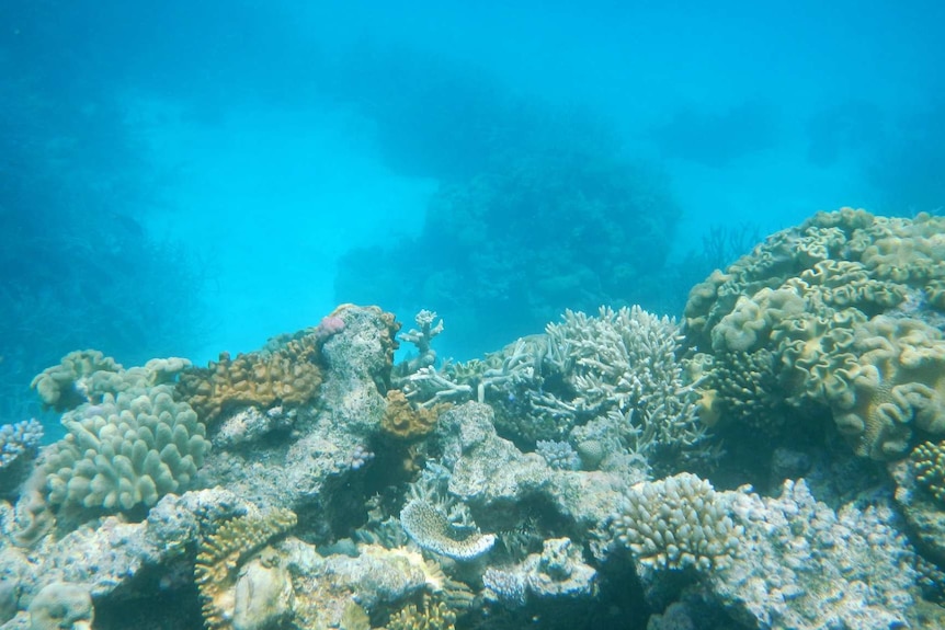 Agincourt Reef in the Great Barrier Reef